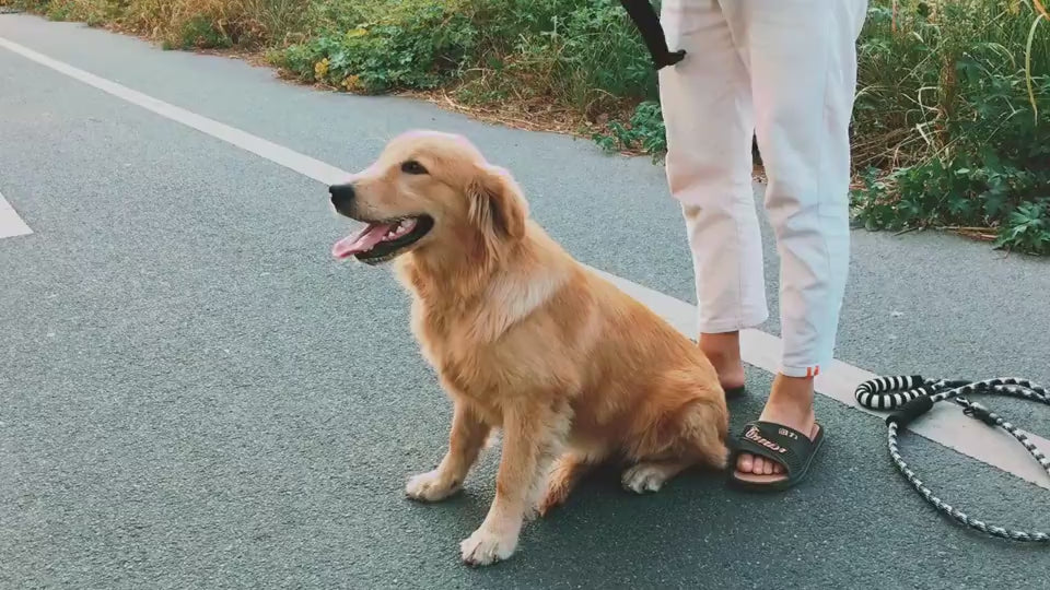 Dog Harness